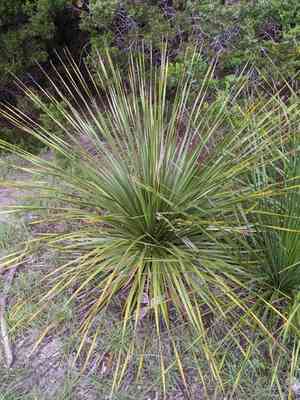 Texas Sotol(Dasylirion texanum)