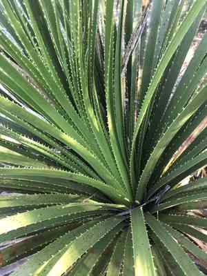 Texas Sotol(Dasylirion texanum)