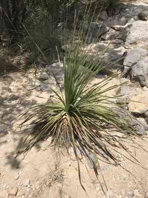 Texas Sotol(Dasylirion texanum)