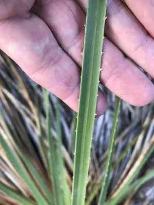 Texas Sotol(Dasylirion texanum)