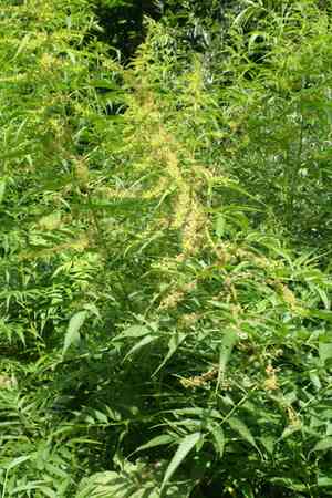 Akalbir(Datisca cannabina)