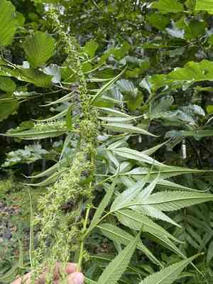 Akalbir(Datisca cannabina)
