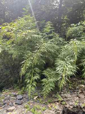 Akalbir(Datisca cannabina)