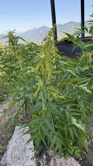Akalbir(Datisca cannabina)