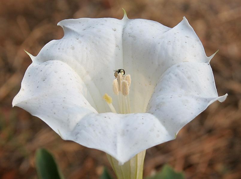 Downy thorn-apple