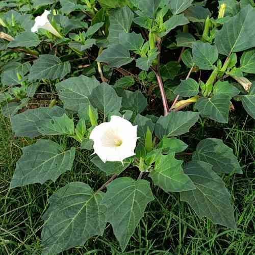 Downy thorn-apple(Datura innoxia)