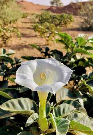 Downy thorn-apple(Datura innoxia)