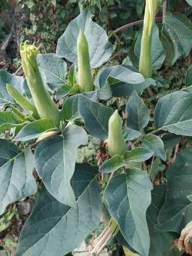 Downy thorn-apple(Datura innoxia)