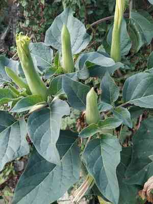 Downy thorn-apple(Datura innoxia)