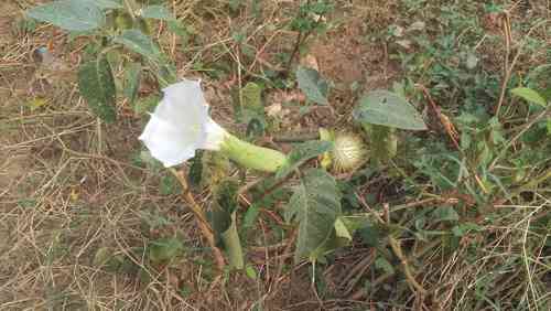 Downy thorn-apple(Datura innoxia)