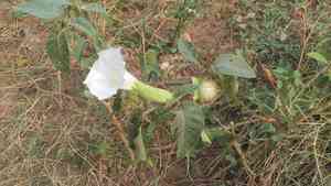 Downy thorn-apple(Datura innoxia)