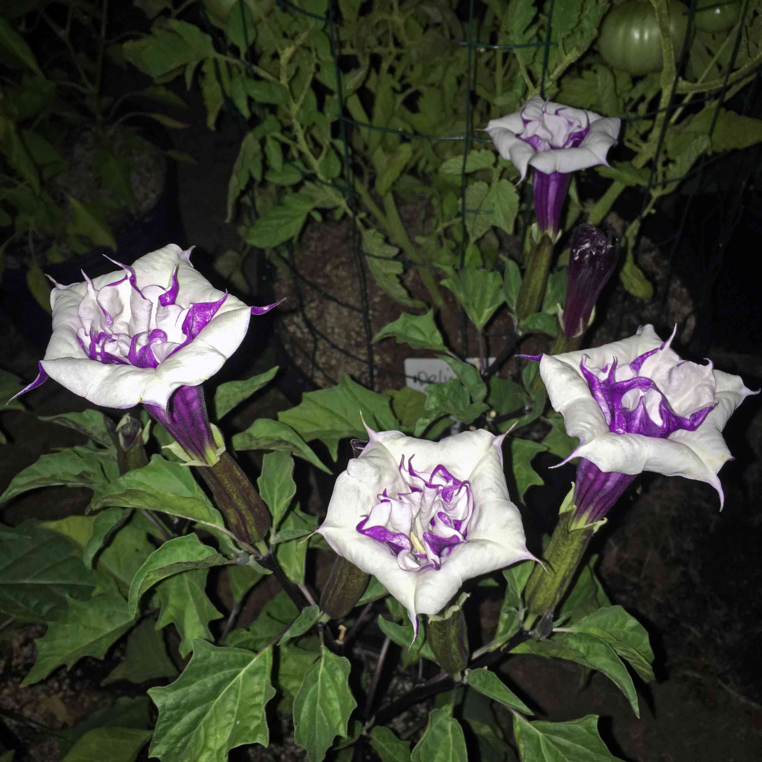 Devil's trumpet(Datura metel)
