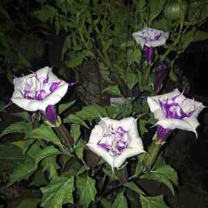 Devil's trumpet(Datura metel)