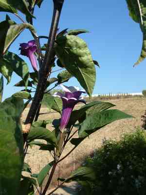 Devil's trumpet(Datura metel)