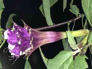 Devil's trumpet(Datura metel)