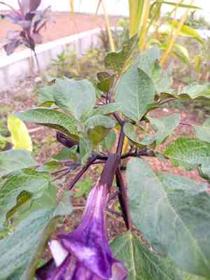 Devil's trumpet(Datura metel)