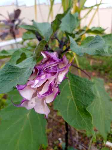 Devil's trumpet(Datura metel)