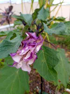 Devil's trumpet(Datura metel)
