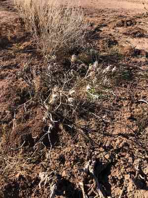 Chinese thorn-apple(Datura quercifolia)