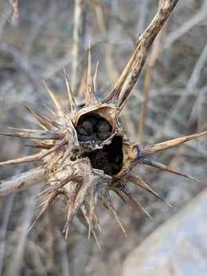 Chinese thorn-apple(Datura quercifolia)
