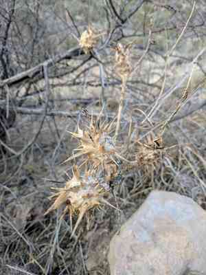 Chinese thorn-apple(Datura quercifolia)