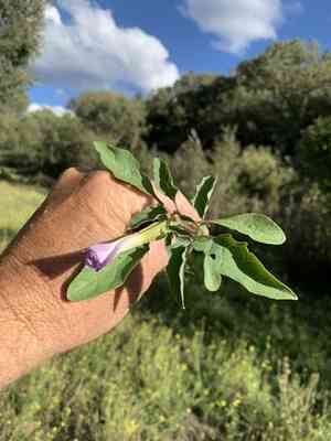 Chinese thorn-apple(Datura quercifolia)