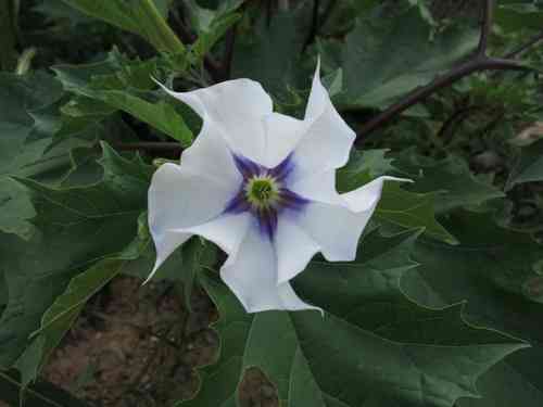 Jimsonweed(Datura stramonium)