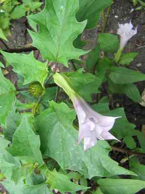 Jimsonweed(Datura stramonium)