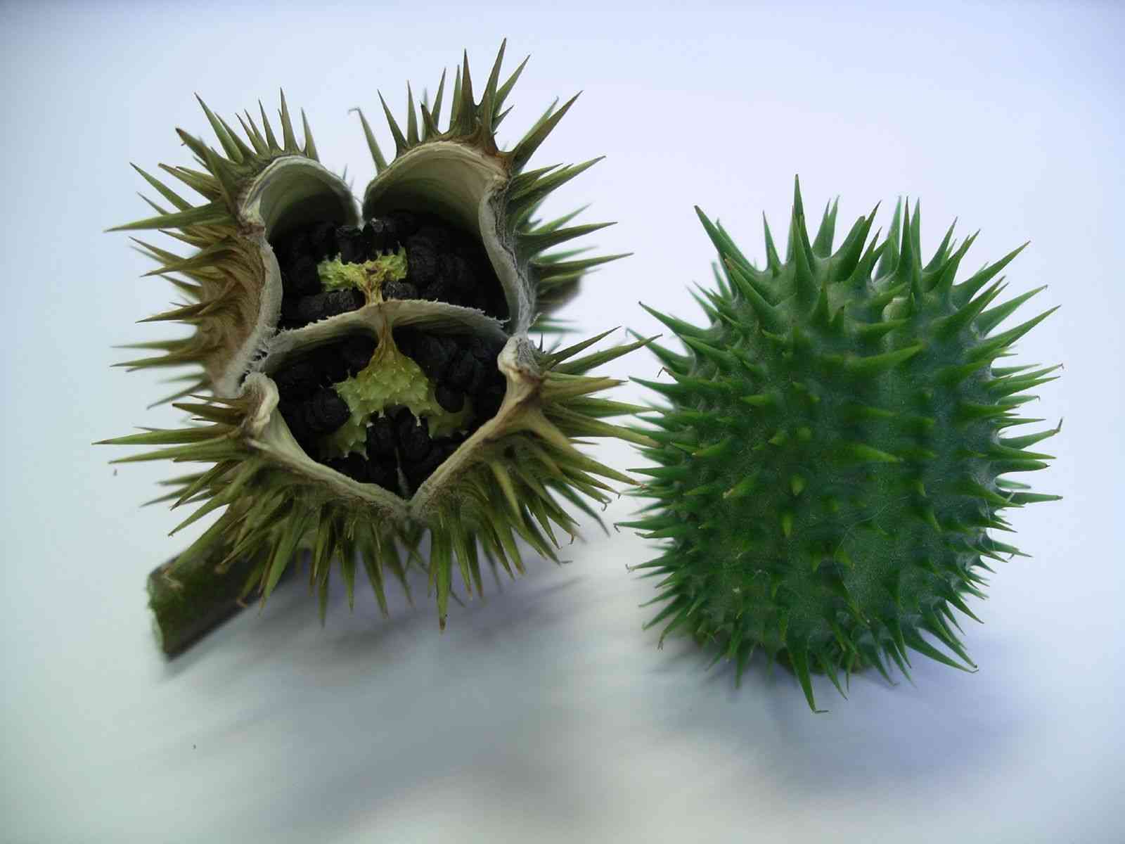 Jimsonweed(Datura stramonium)