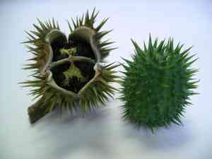 Jimsonweed(Datura stramonium)