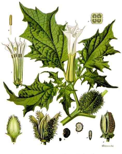 Jimsonweed(Datura stramonium)
