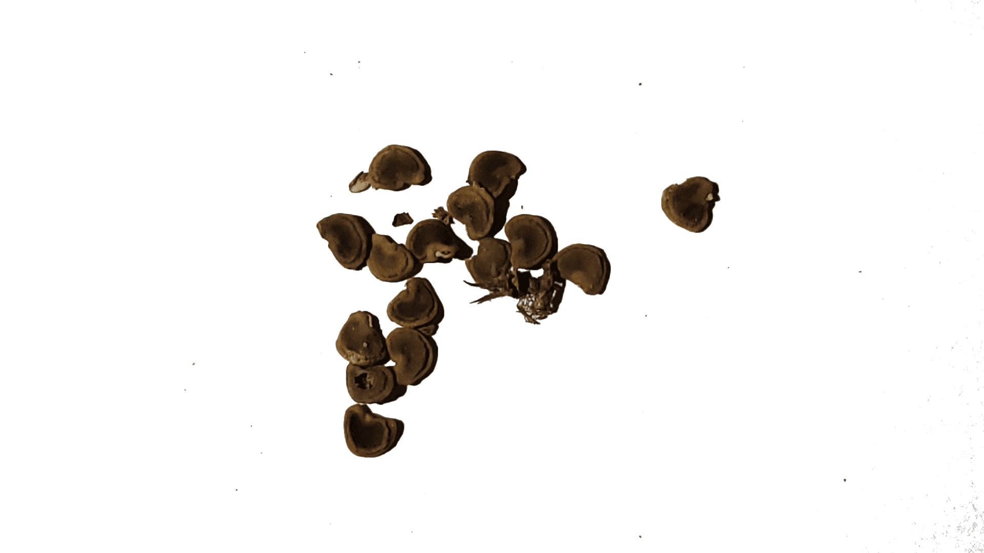 Western jimson weed