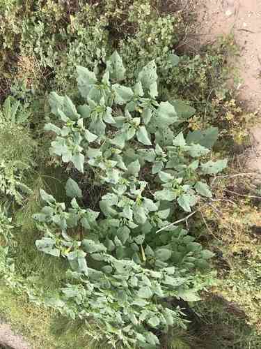 Western jimson weed(Datura wrightii)