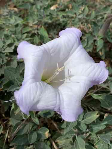 Western jimson weed(Datura wrightii)