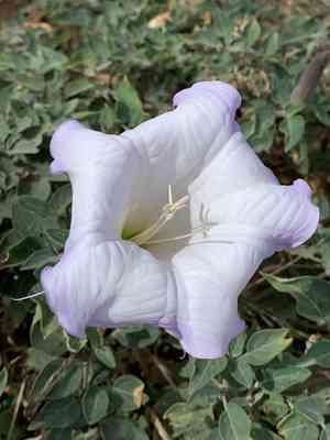 Western jimson weed(Datura wrightii)