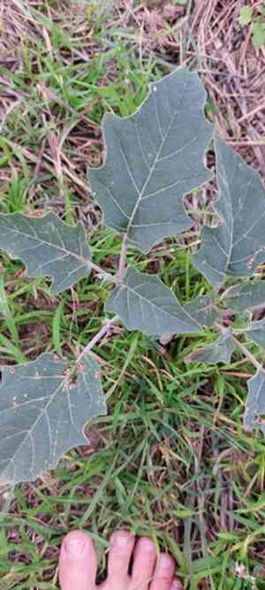 Thornapples (Datura)(Datura)