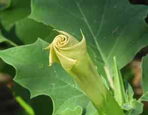 Thornapples (Datura)(Datura)