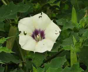 Thornapples (Datura)(Datura)
