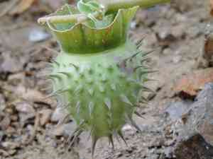 Thornapples (Datura)(Datura)