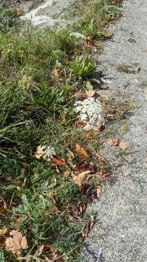 Wild carrot(Daucus carota)