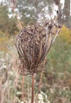 Wild carrot(Daucus carota)
