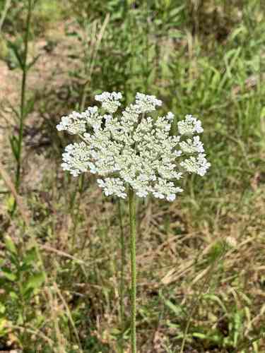 Wild carrot(Daucus carota)