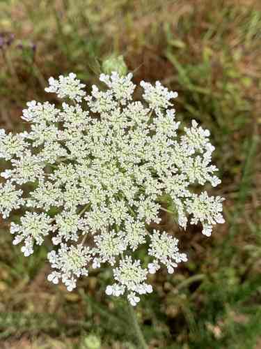 Wild carrot(Daucus carota)