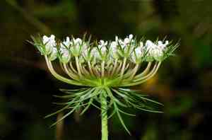 Wild carrot(Daucus carota)