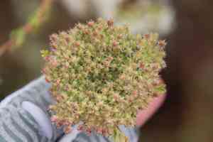 Rattlesnake weed(Daucus pusillus)