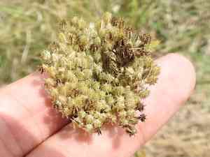 Rattlesnake weed(Daucus pusillus)
