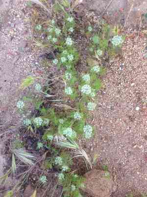 Rattlesnake weed(Daucus pusillus)