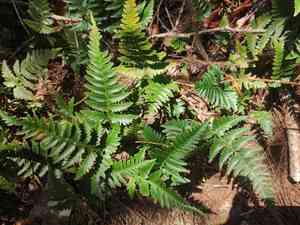 Davallia repens(Davallia repens)