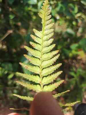 Davallia repens(Davallia repens)