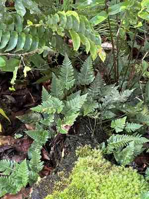 Davallia repens(Davallia repens)